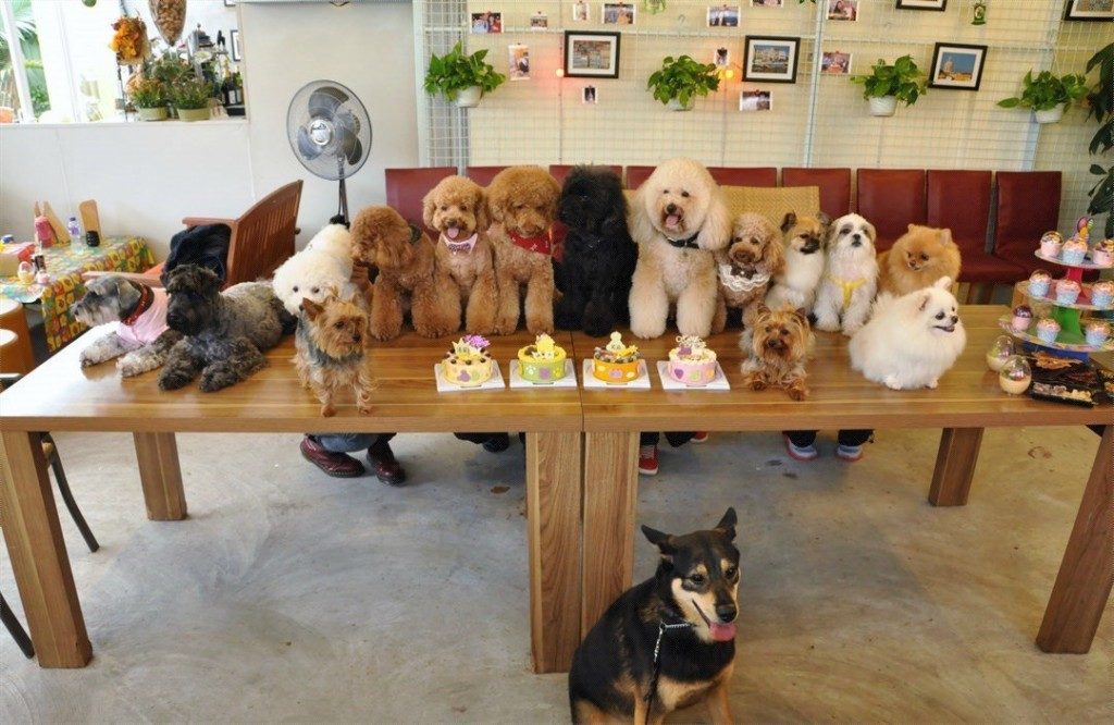 Top 10 Pet Cafes in KL and Selangor With Adorable Pets KL Foodie