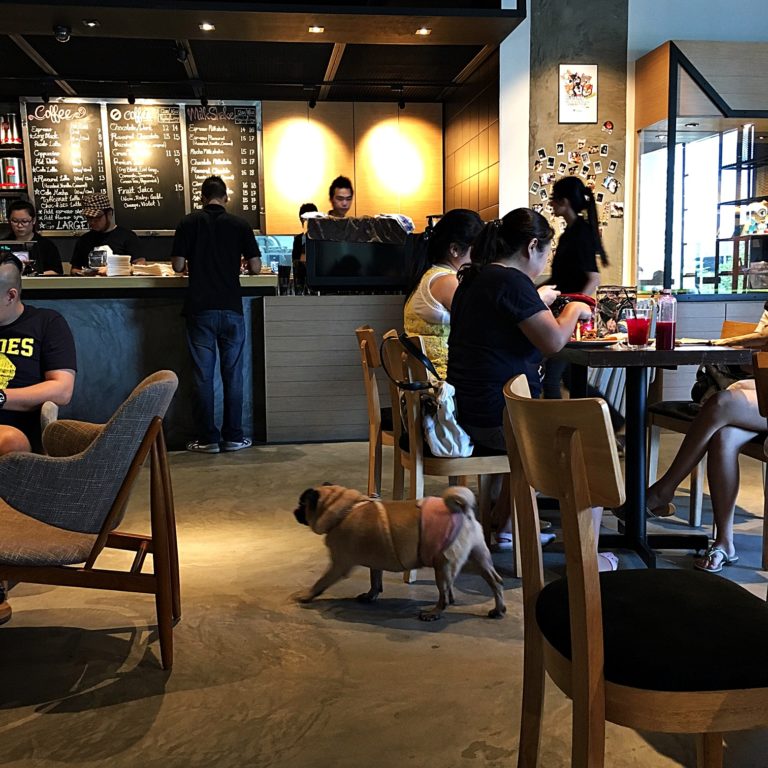 Top 10 Pet Cafes in KL and Selangor With Adorable Pets KL Foodie