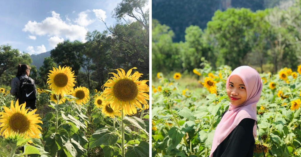 This Magical Sunflower Field Next To A Petting Zoo Is The Newest
