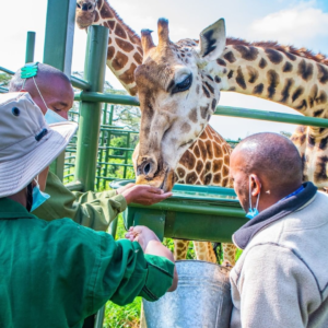 Giraffe Centre
