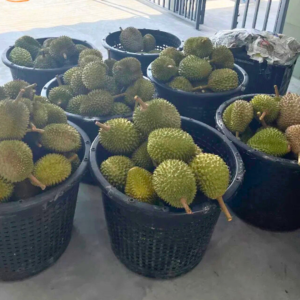SK6363 Durian Stall